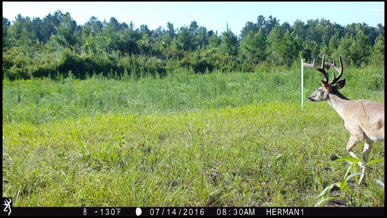 Did chemical tape fence and helped but found out soil too acidic and needed 4k lbs of lime per square acre...so did that in off season.  Bucks started coming around even with minimal food available...was better than nothing and had plenty of does and yearlings bedding in young pines.