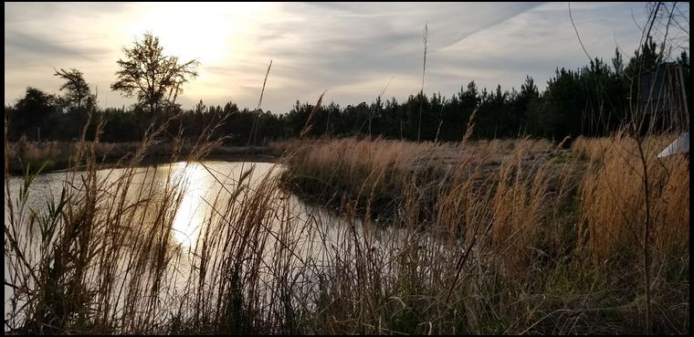 pond, has 2 active wood duck nesting boxes