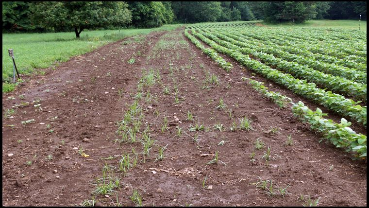 You can see the Chufa Strip here. Disappointing density. Perhaps it's too early but we're 3 weeks since we planted it. 