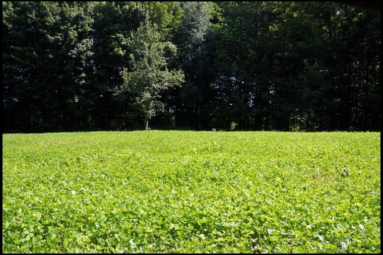 This plot is looking terrific. Strong growth, good weed control, and strong utilization already. 