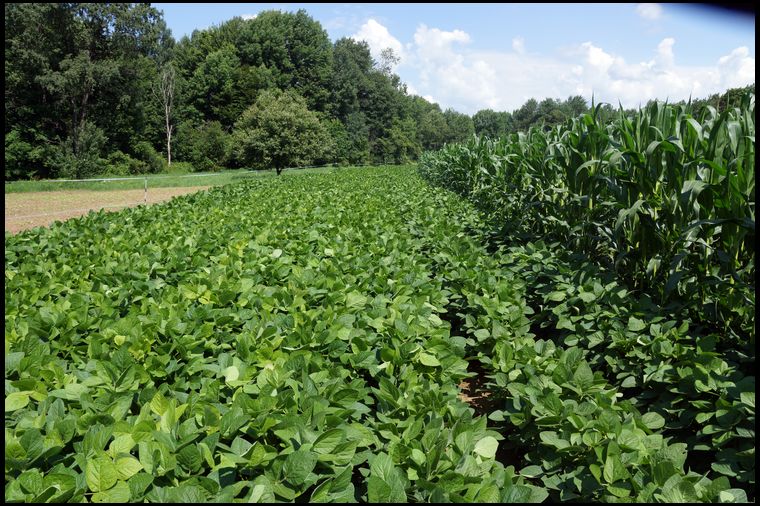 Our bean plot compliments our corn plot. Both plots are coming up very strong with fantastic results at day 60.