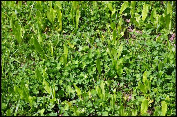 Close up of Durana/Chicory plot. It looks like this everywhere.