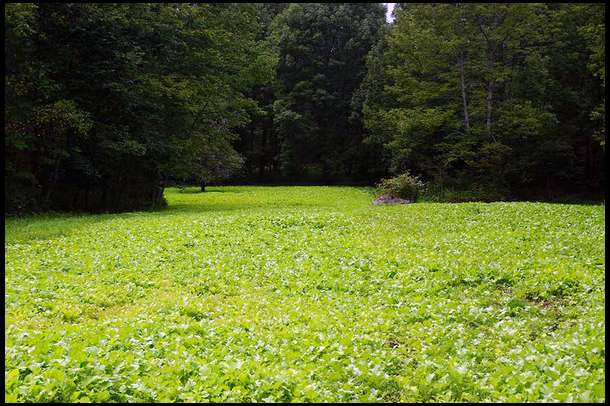 The field is lush, an perfect for 40 days into the growth. A combination of Rape and Turnips was planted here.