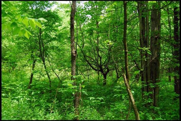 Here is what Plot 4 looked like before we started the job of clearing. The trees were easy to grind up with the McCormick by Woods Brushbull and the three big trees were cut, dragged off, and then we ground down the stumps.