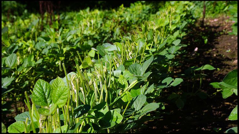 Closeup of the unfenced plot. We don't expect any beans on this plot. 