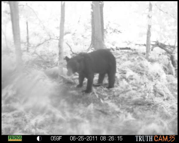 The bear was all over this carcass.