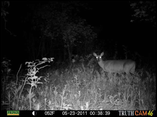 Confined to watching trails only, we get lots of photos of does, but no bucks yet on any of our cameras. We also spot an alarming trend. Our fawn photos are decreasing.