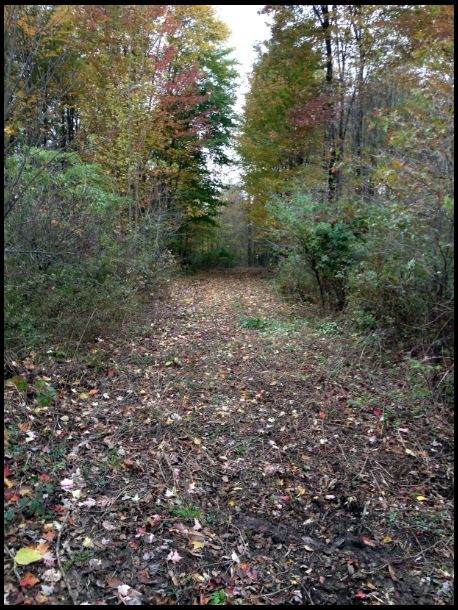 First road through the timber