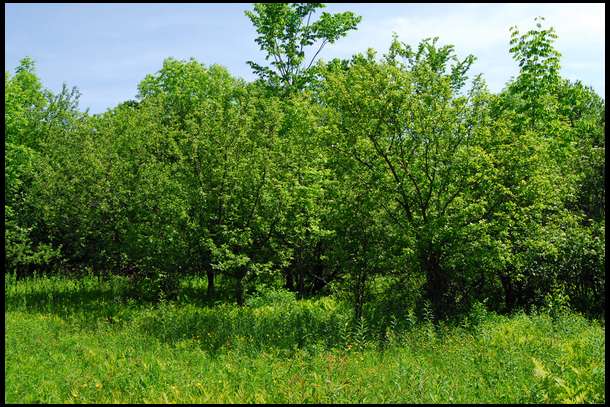This is the part of the property we all fell in love with. It is a small 5 acre area of apple trees and immature spruce. It is loaded with deer trails and old scrapes and surrounded by trees suitable for stands.