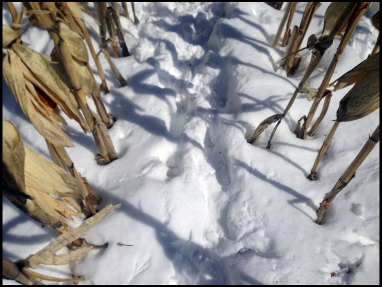 There are fresh kernals inside the fresh hoof prints in the snow. 