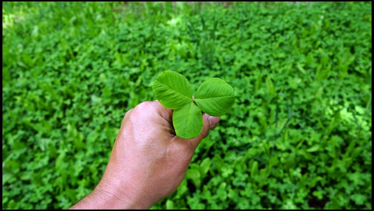 That's what a healthy looking ladino plant looks like.