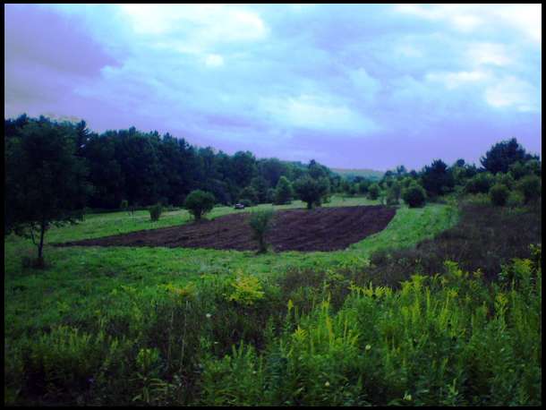 New Food Plot